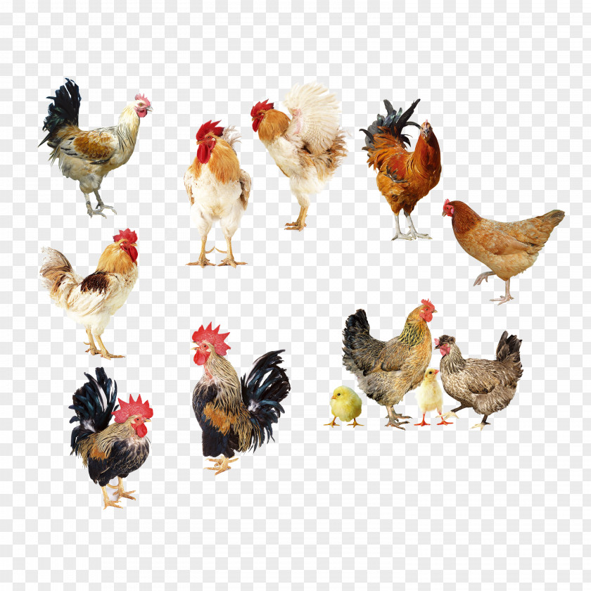 Chicken Album Rooster Broiler Egg PNG
