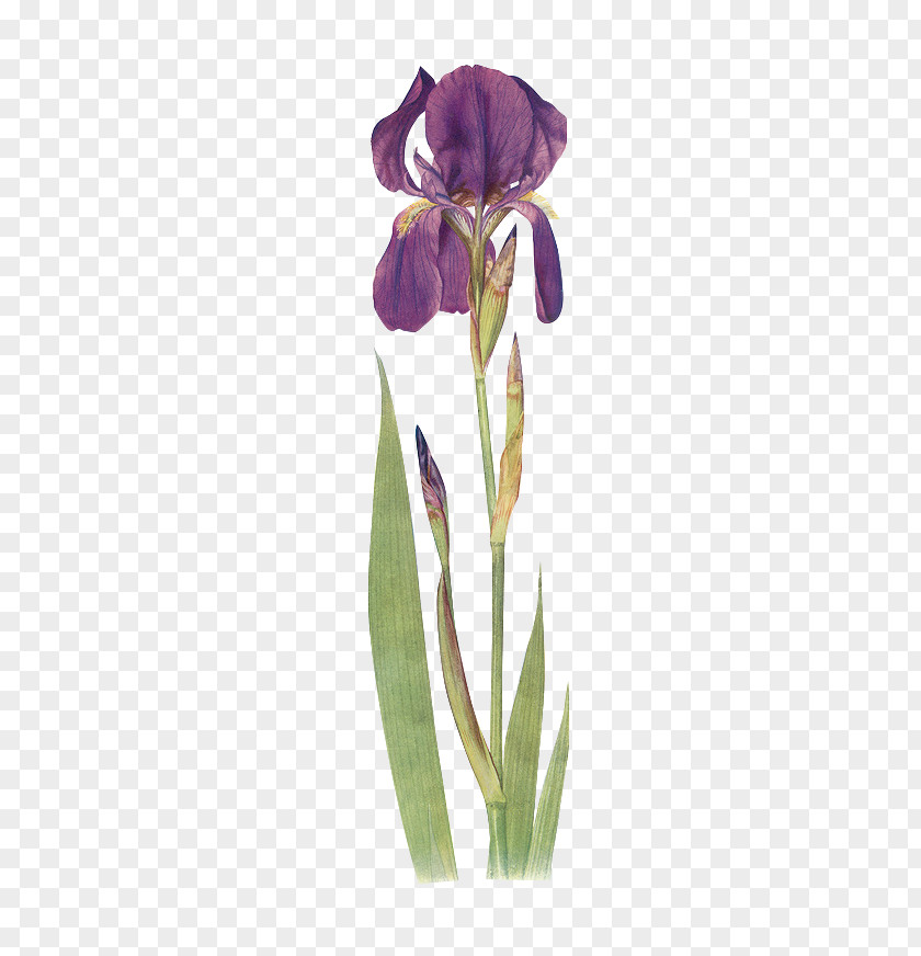 Green Floral Material Iris Chrysographes Fulva Bulleyana Clarkei Orientalis PNG