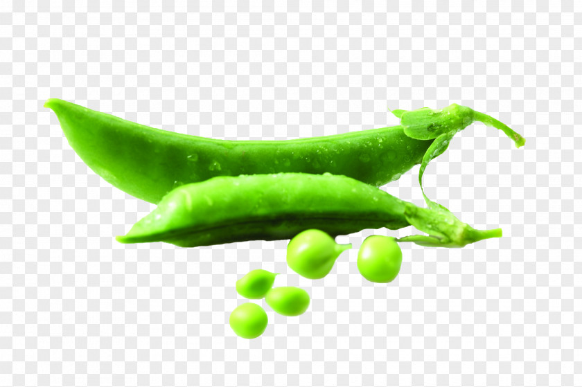 Pea Bean Vegetable Food Legume PNG