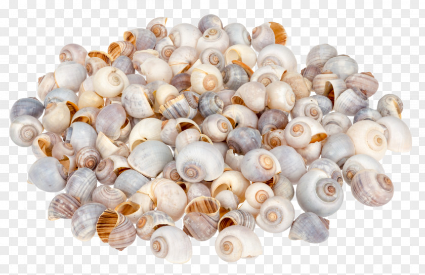 Seashell Pila Globosa Gastropod Shell Gastropods PNG