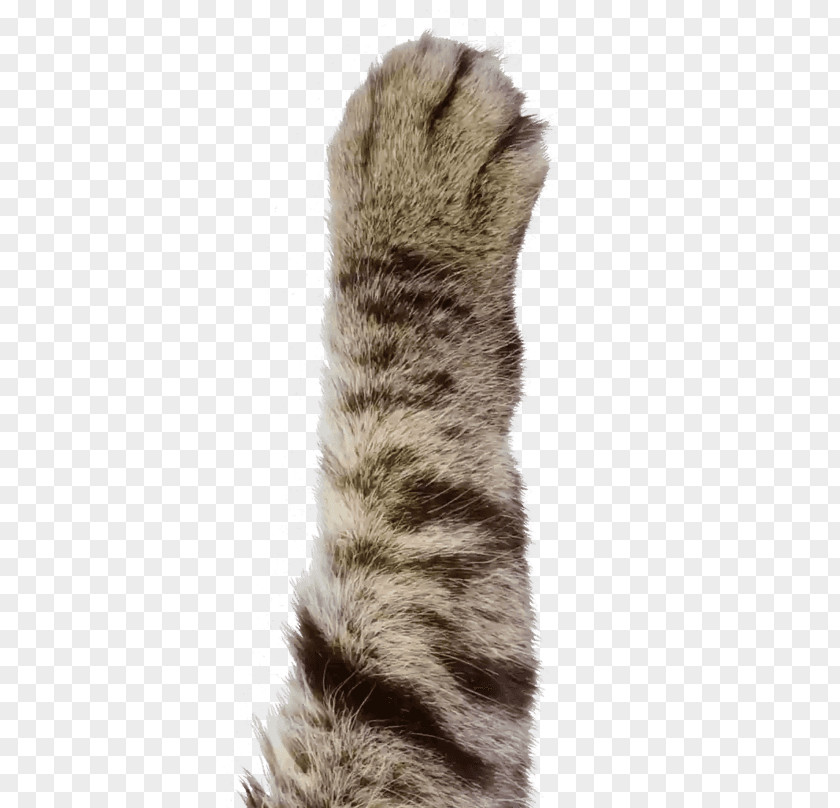 The Cats Paw Cat Dog Bear WebP PNG