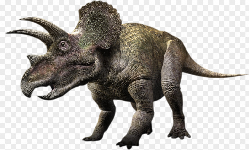 Dinosaur Torosaurus Triceratops Gorgosaurus Pachyrhinosaurus Styracosaurus PNG