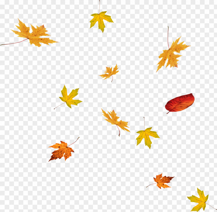 Floating Falling Maple Leaves PNG falling maple leaves clipart PNG