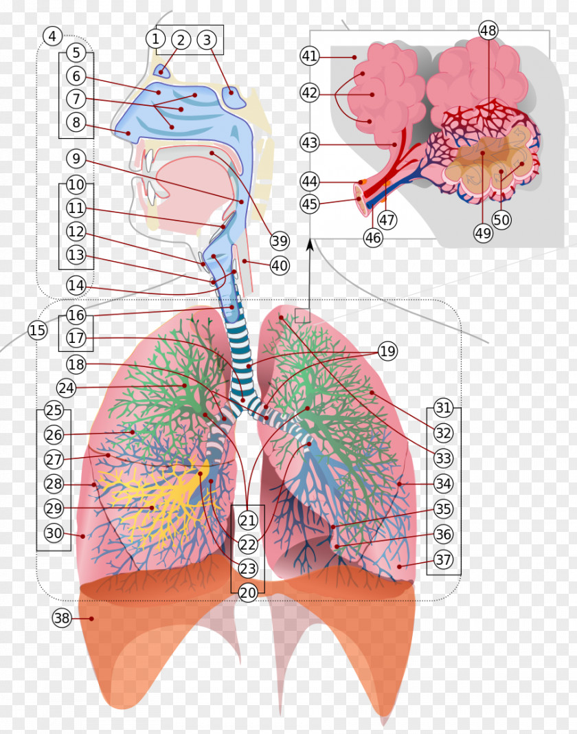 Respiratory System Tract Respiration Breathing Lung PNG