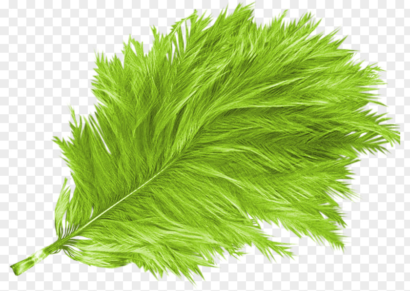Bird Feather Green PNG