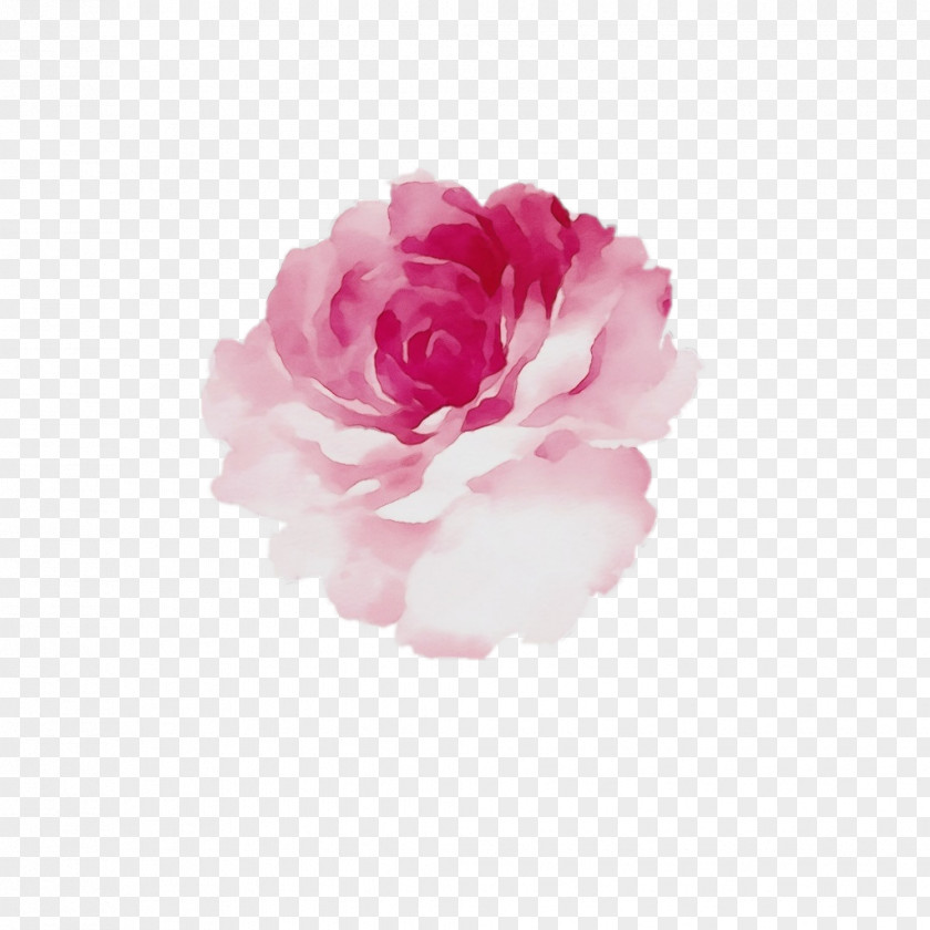 Chinese Peony Garden Roses PNG