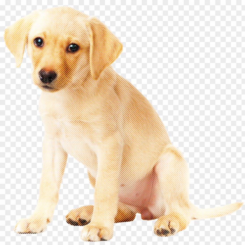 Dog Puppy Labrador Retriever Companion PNG