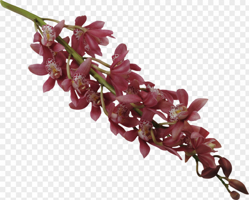 Orchids Phytotherapy Plant Acupuncture PNG