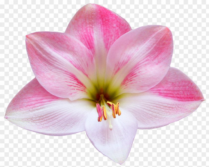 Peony Flower Desktop Wallpaper Photography PNG