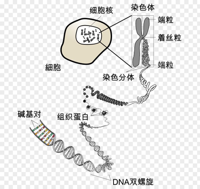 Science Chromosome DNA RNA Biology Telomere PNG