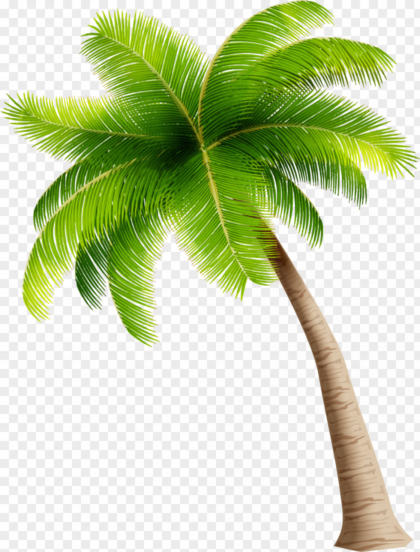 Simple Green Coconut Trees PNG green coconut trees clipart PNG
