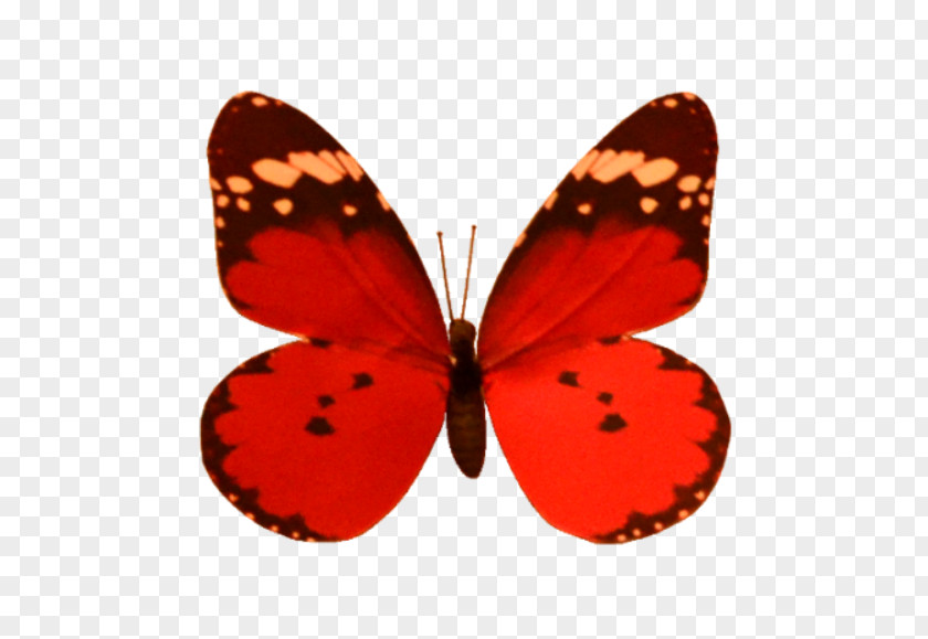 Abajur Poster Brush-footed Butterflies Orange S.A. M. Butterfly PNG