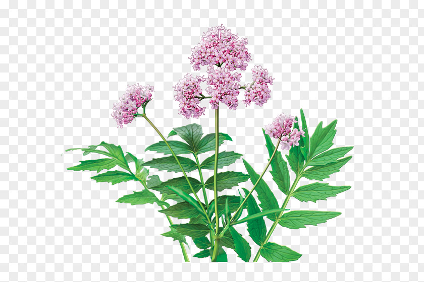 Herb Herbal Tea Dietary Supplement Valerian PNG