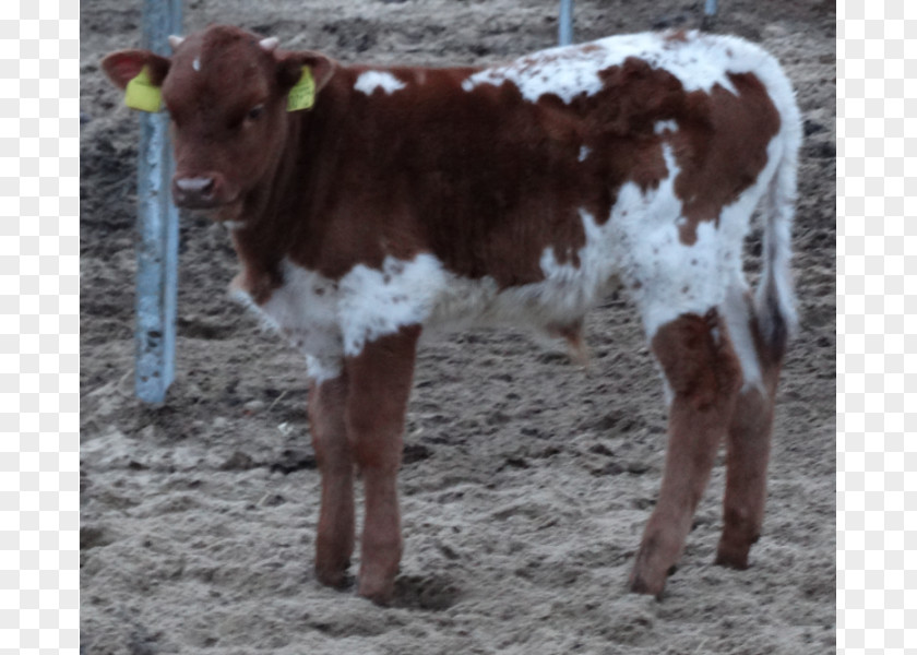 Longhorn Cattle Calf Goat Dairy Livestock PNG