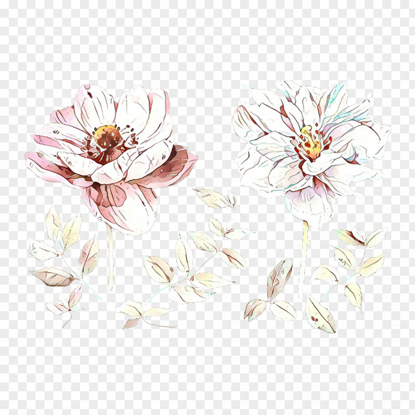 Magnolia Family Blossom Flowers Background PNG
