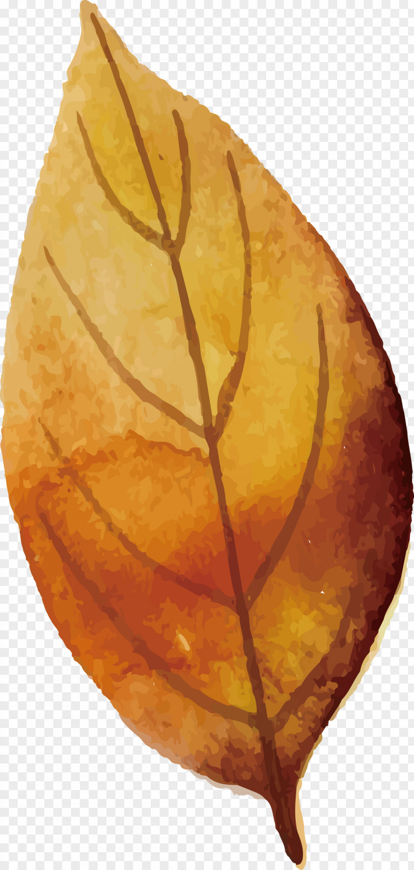 Autumn Leaf Colorful PNG