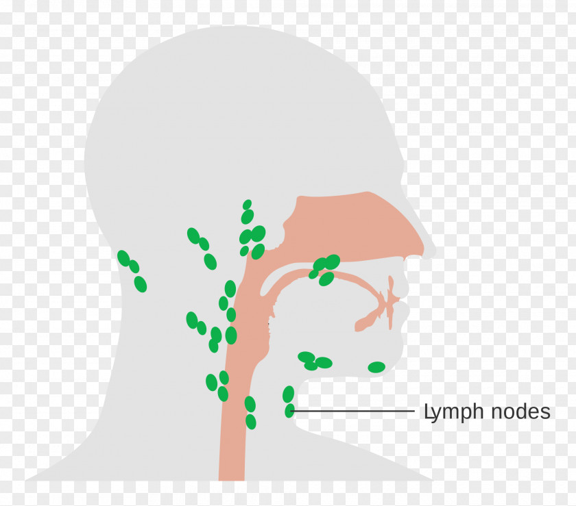 Cervical Lymph Nodes Human Body Head And Neck Anatomy PNG