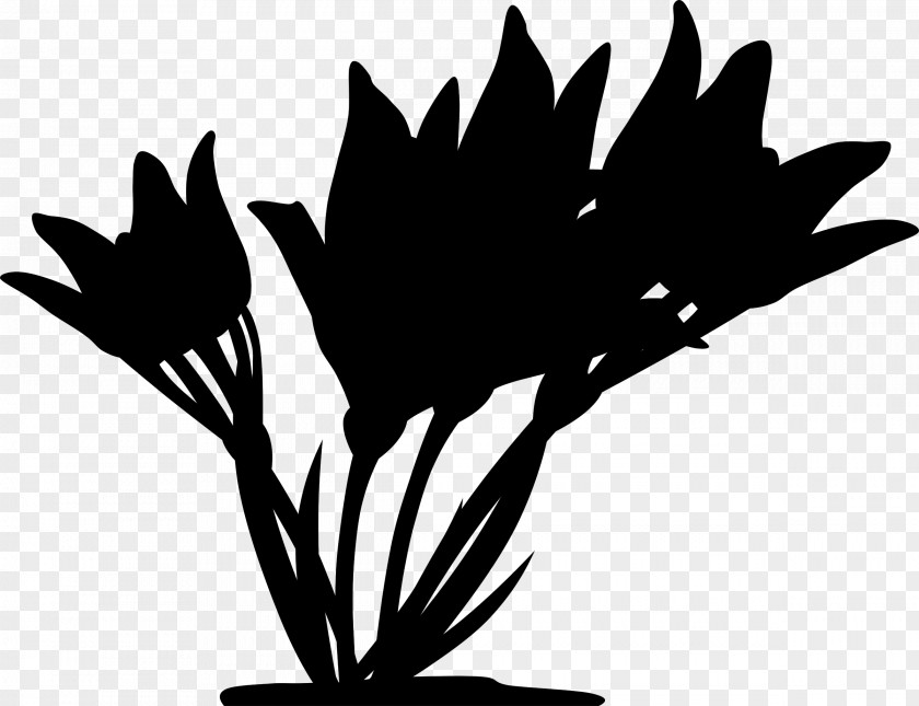 Clip Art Free Content Crocus Flowering Plant Plants PNG