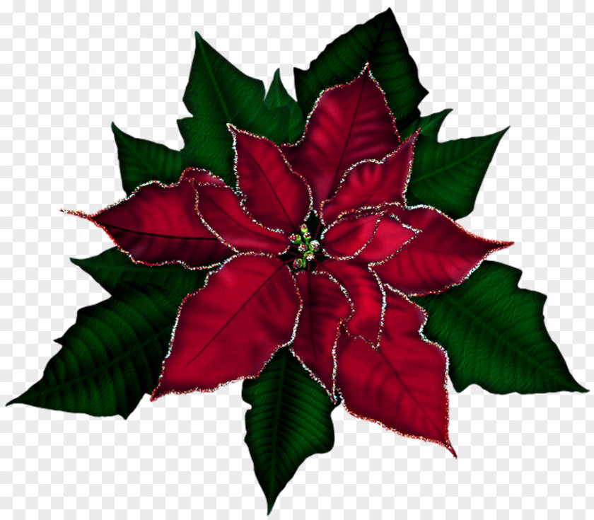 Poinsettia Cliparts Christmas Clip Art PNG