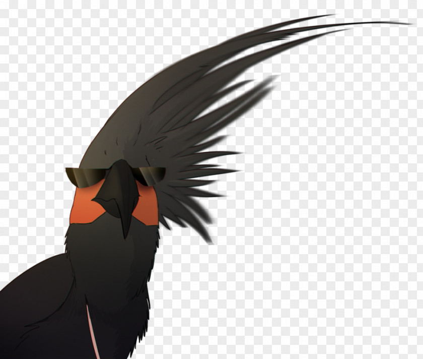 Swag Bird Owlboy Cockatiel Tea Feather PNG