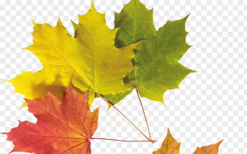 Autumn Borders And Frames Clip Art Image PNG