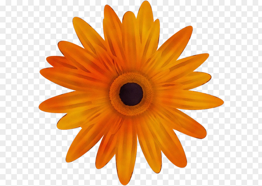 Calendula Closeup Orange PNG