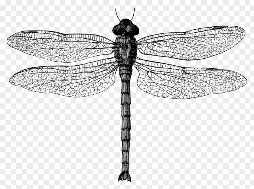 Dragonfly Black And White Insect Clip Art PNG