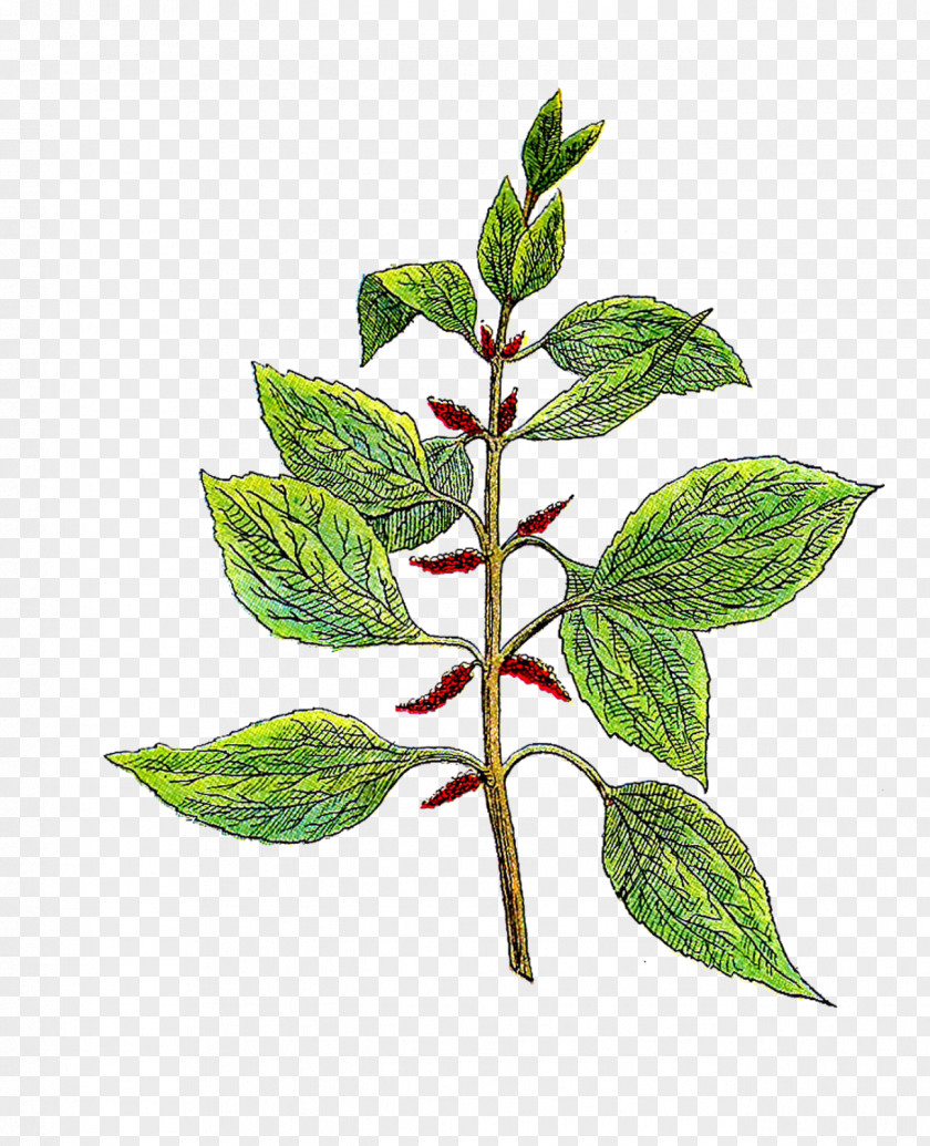 Herb Botanical Garden Botany Clip Art PNG