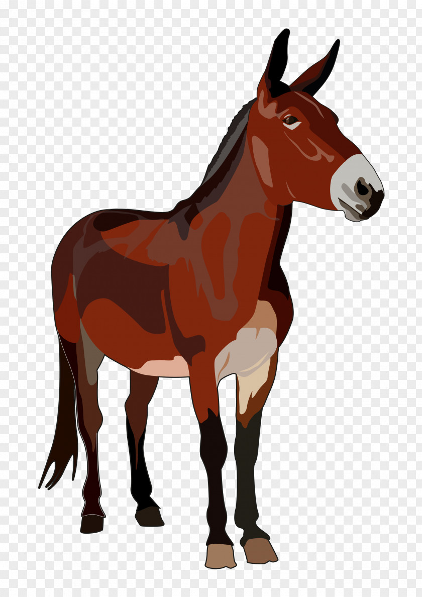 Horse Mule Donkey Foal Stallion PNG