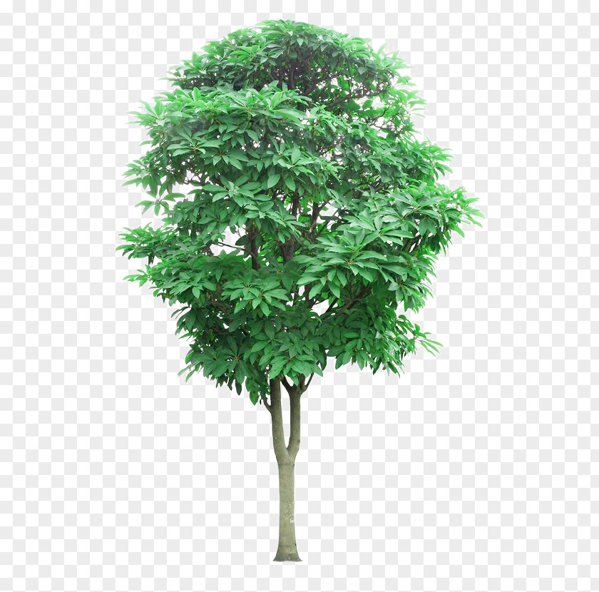 Linden Tree Wood Picture Material Lindens Branch Mangifera Indica PNG