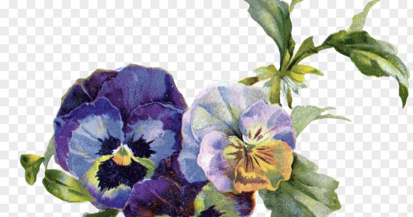 Pansy Flower Viola Pedunculata Clip Art PNG