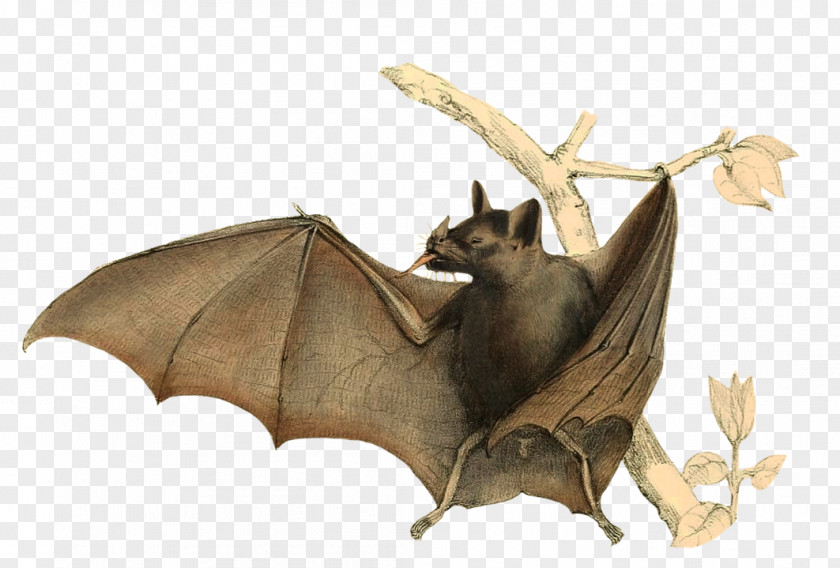 Bat Biological Illustration Botanical Drawing PNG