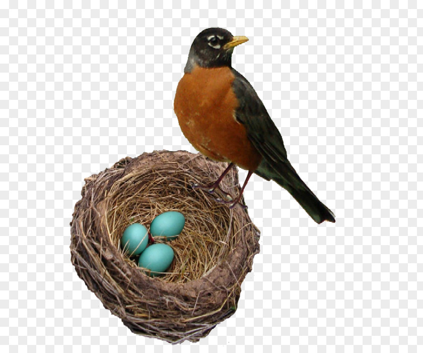 Nest The Robin's Bellingham Marketplace American Robin Bird Person PNG