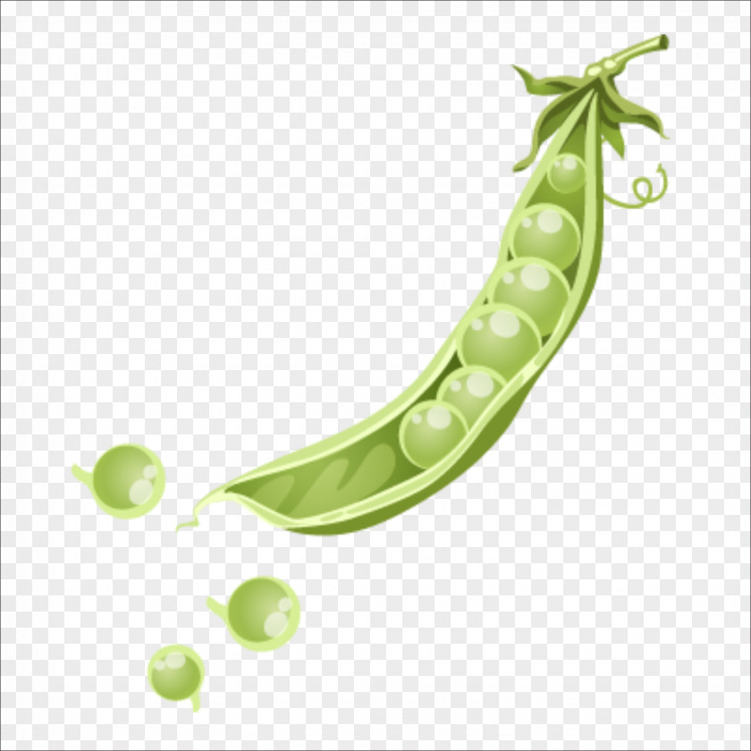 Snow Peas Netherlands Pea Icon PNG