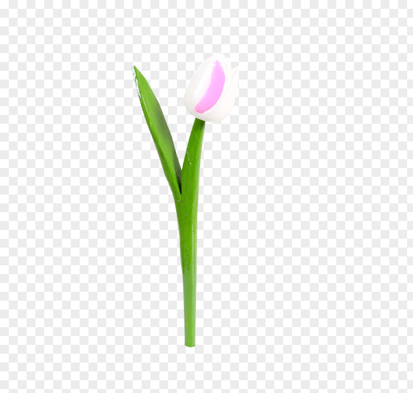 Tulip White Flowering Plant Cut Flowers PNG