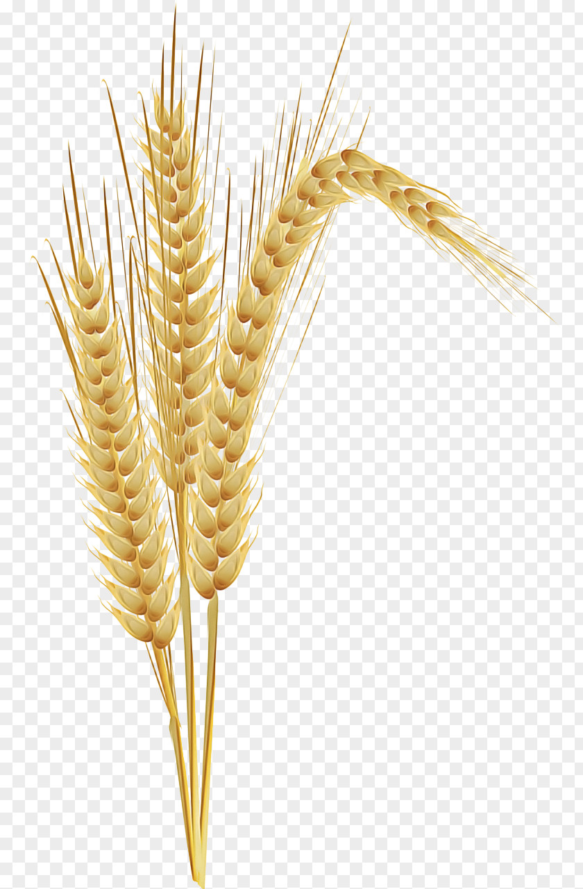 Barley Elymus Repens Wheat PNG