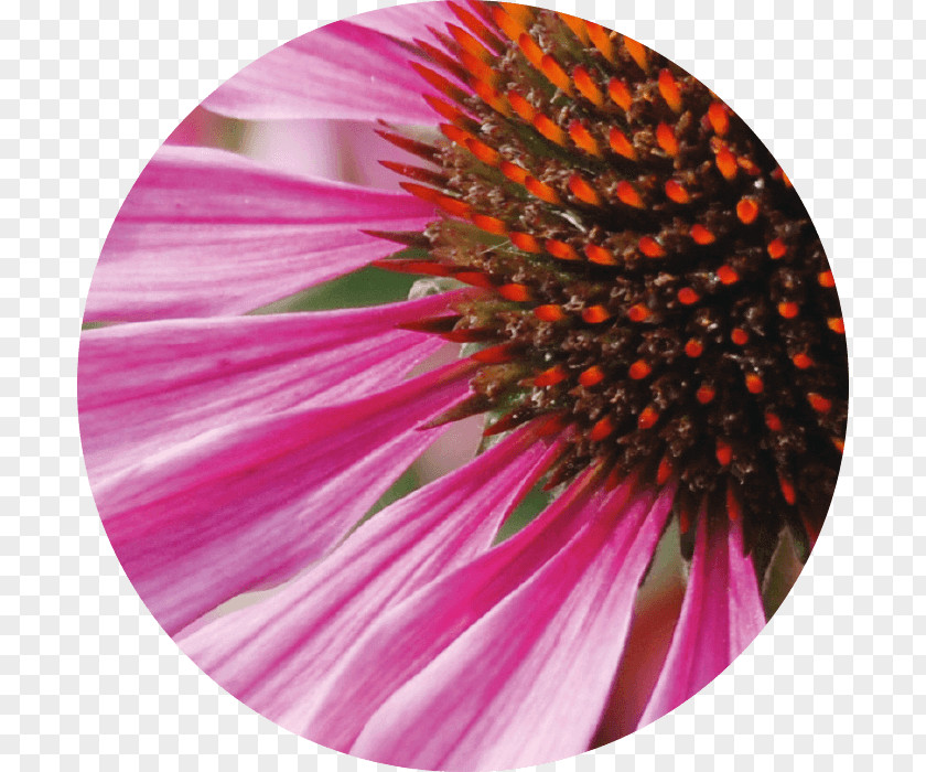 Echinacea Coneflower Skin Daisy Family Regeneration Active Ingredient PNG