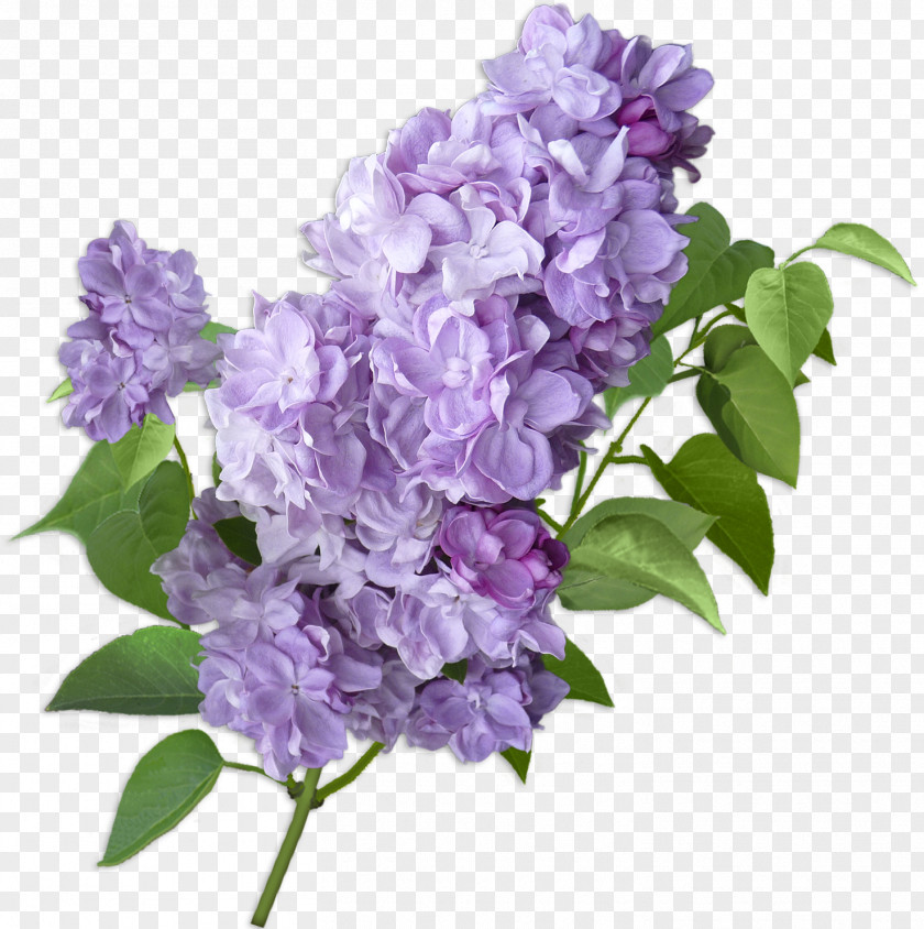 Lilac Cut Flowers Violet Hydrangea PNG