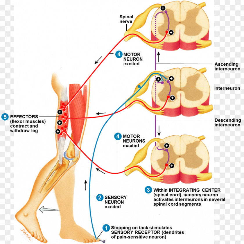 Spinal Cord Injury Withdrawal Reflex Arc Nerve PNG
