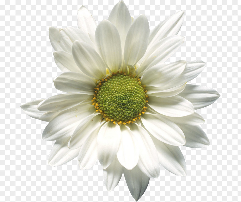 Chrysanthemum Chamomile Daisy Family Clip Art PNG