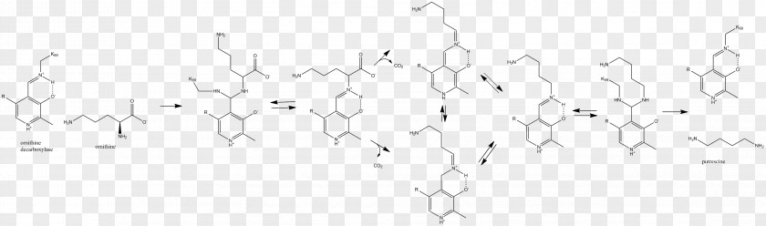 Epipodophyllotoxin Ornithine Decarboxylase Decarboxylation PNG