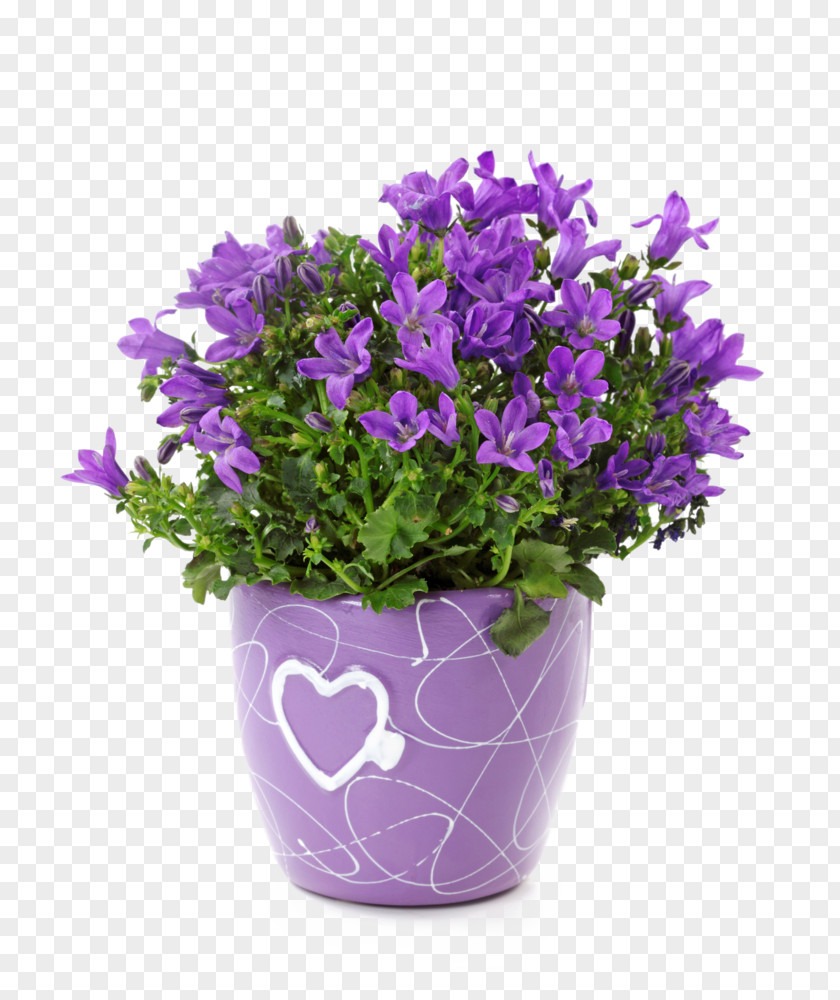 Vase Bellflowers Cachepot Ceramic Garden PNG