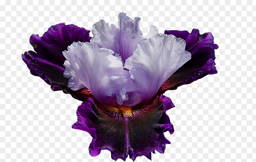 Violet Northern Blue Flag Flower Plant Iris Croatica PNG