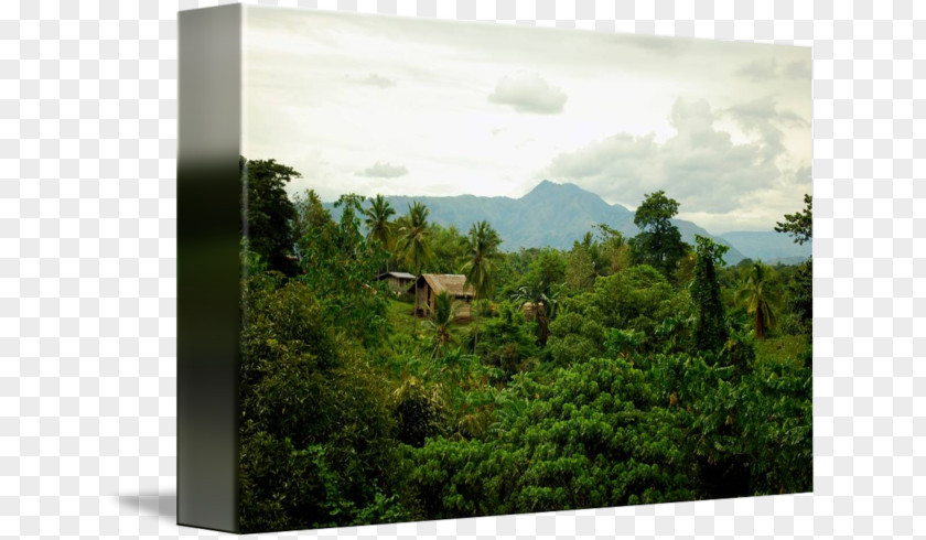 Bahay Kubo Biome Rainforest Gallery Wrap Vegetation Canvas PNG
