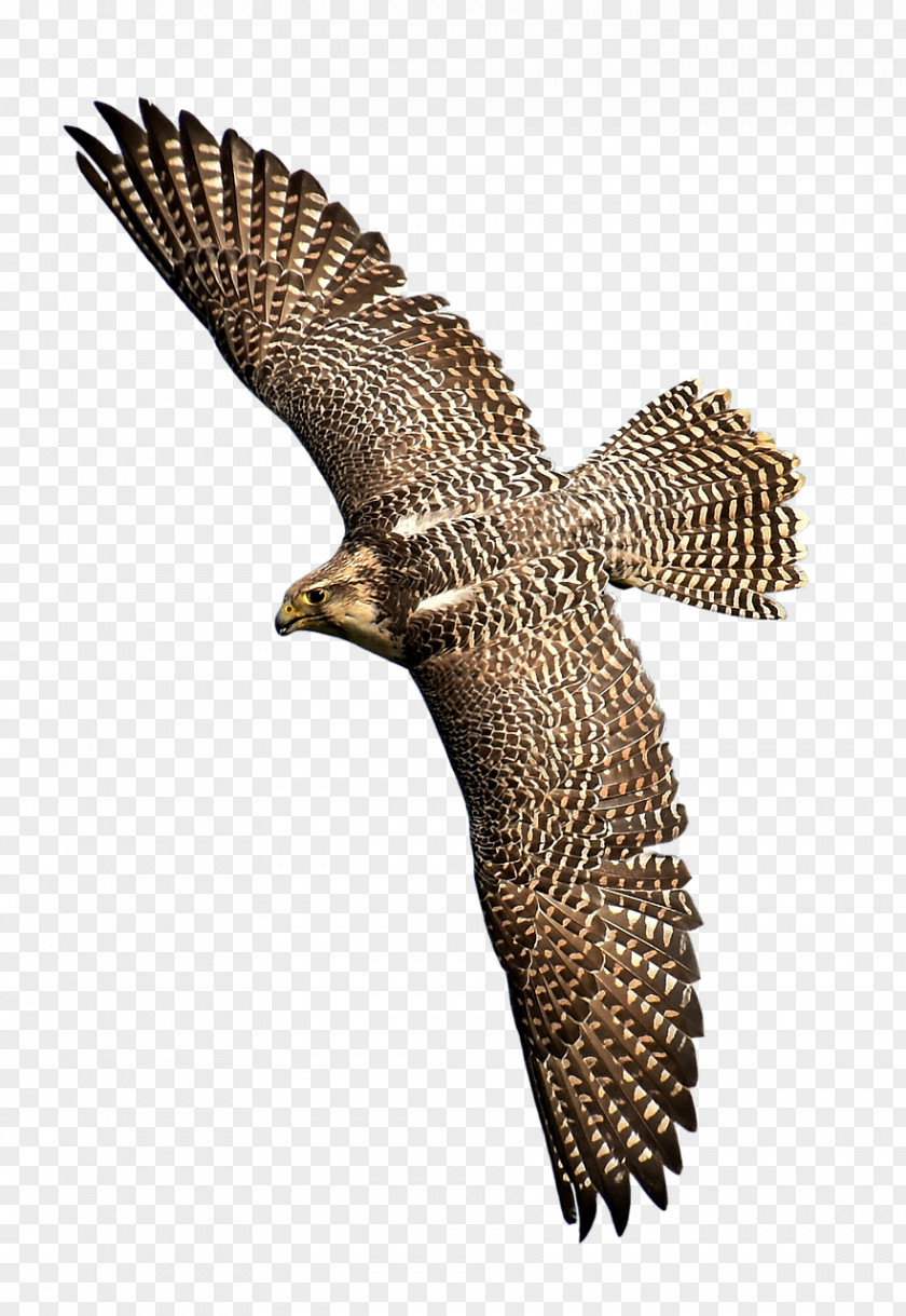 Bird Hawk Of Prey Eagle Falcon PNG