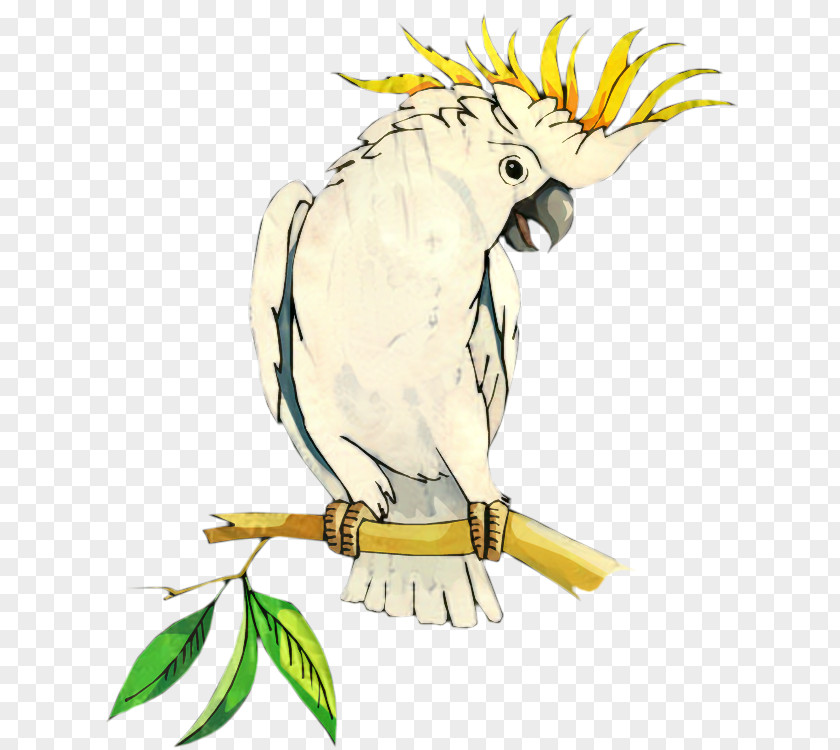 Macaw Clip Art Illustration Beak Parakeet PNG