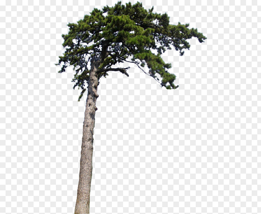 Pine Clip Art PNG