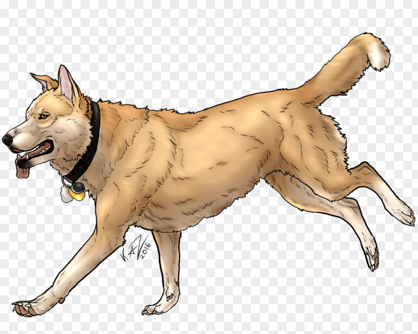 Shading Decoration Saarloos Wolfdog Dingo Animal Dog Breed PNG
