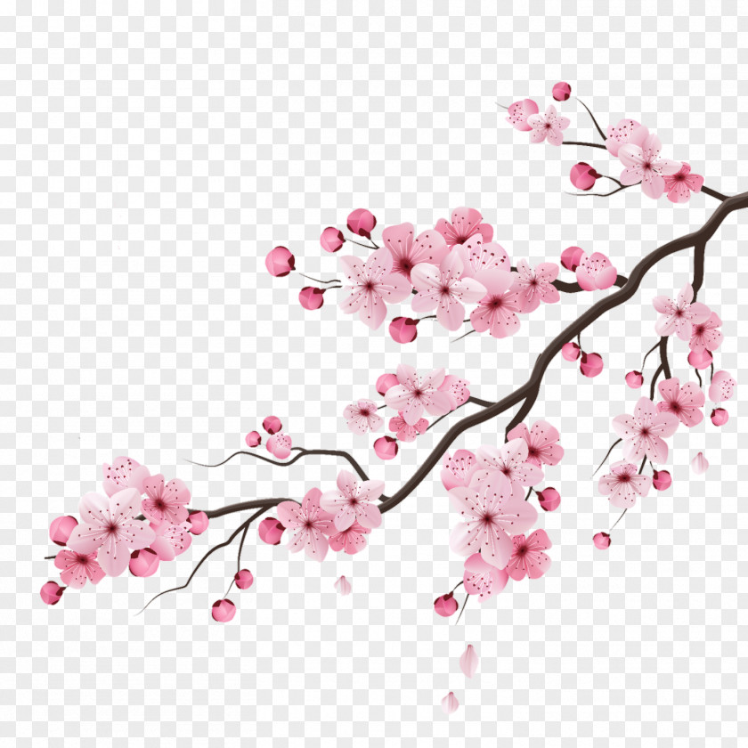 Cherry Blossom Peach Vector Graphics Drawing Illustration PNG