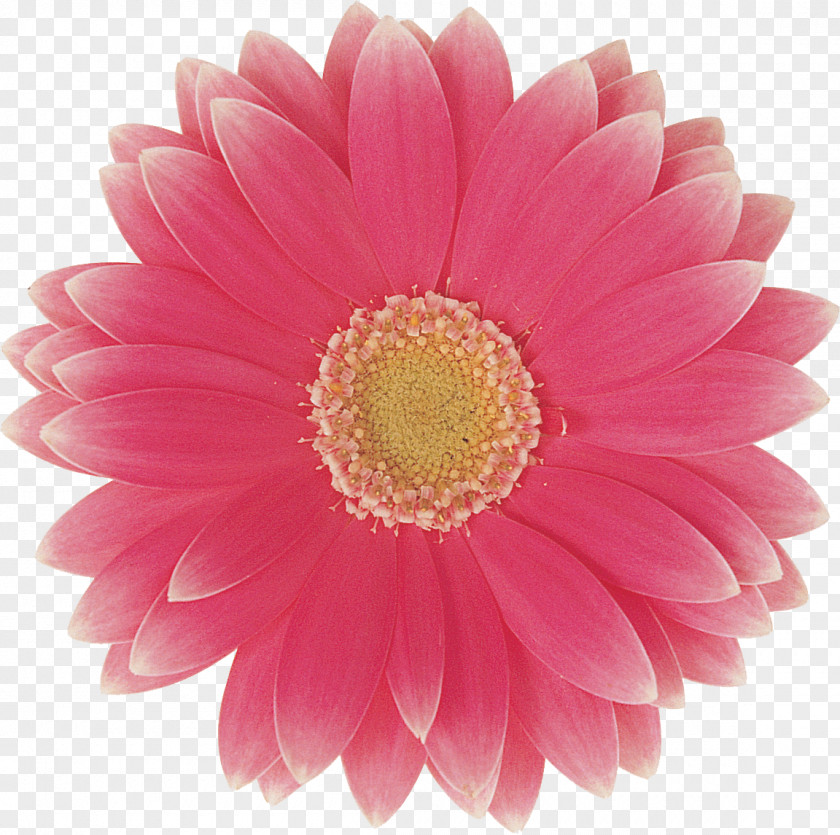 Flower Transvaal Daisy Family Cut Flowers Wedding PNG